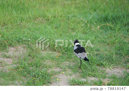 シロクロゲリ シロクロゲリ 78819147