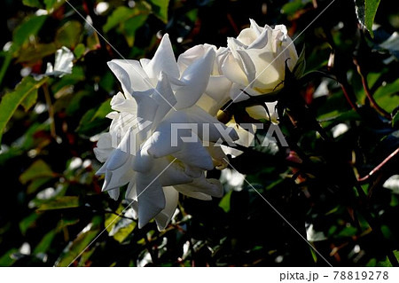 調布市深大寺元町の植物園に咲く白いバラ(モダンローズ サラトガ)の花 78819278