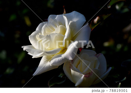 調布市深大寺元町の植物園に咲く白いバラ(モダンローズ サラトガ)の花 78819301