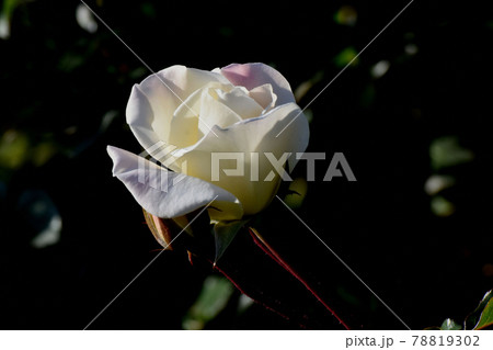 調布市深大寺元町の植物園に咲く白いバラ(モダンローズ サラトガ)の花 78819302