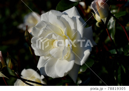 調布市深大寺元町の植物園に咲く白いバラ(モダンローズ サラトガ)の花 78819305