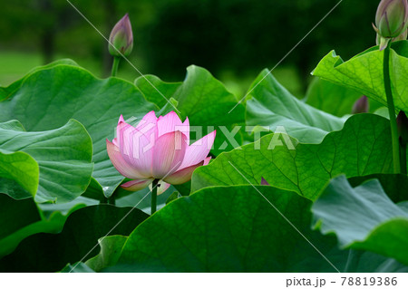 蓮の花　大賀ハス 78819386
