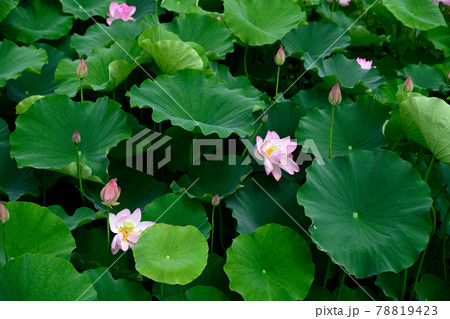 蓮の花　大賀ハス 78819423