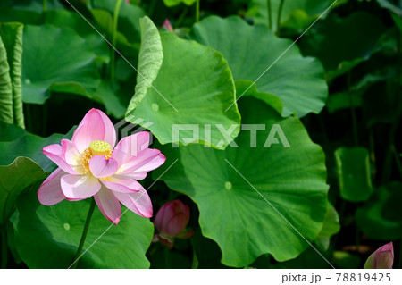 蓮の花　大賀ハス 78819425