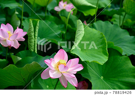 蓮の花　大賀ハス 78819426
