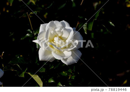 調布市深大寺元町の植物園に咲く白いバラ(モダンローズ サラトガ)の花 調布市深大寺元町の植物園に咲く白いバラ(モダンローズ サラトガ)の花 78819446