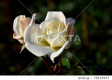 調布市深大寺元町の植物園に咲く白いバラ(モダンローズ サラトガ)の花 78819447