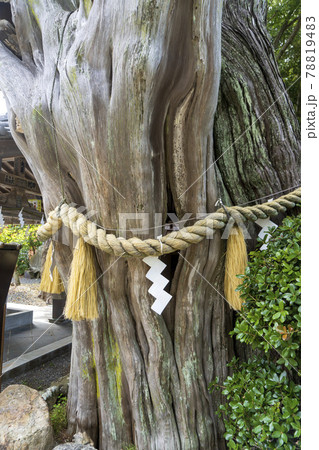 白濱神社のしめ縄を巻いた御神木【薬師の柏槙】/【白浜海岸】静岡県下田市 白濱神社のしめ縄を巻いた御神木【薬師の柏槙】/【白浜海岸】静岡県下田市 78819483