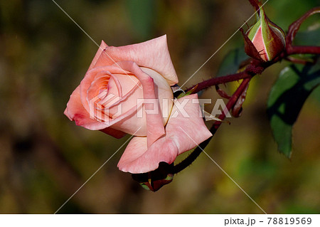 調布市深大寺元町の植物園に咲く淡いピンクのバラ(モダンローズ バイオレット・カーソン)の花 調布市深大寺元町の植物園に咲く淡いピンクのバラ(モダンローズ バイオレット・カーソン)の花 78819569