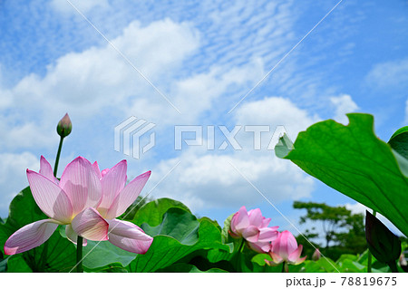 蓮の花 大賀ハス 蓮の花 大賀ハス 78819675