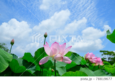 蓮の花 大賀ハス 蓮の花 大賀ハス 78819677