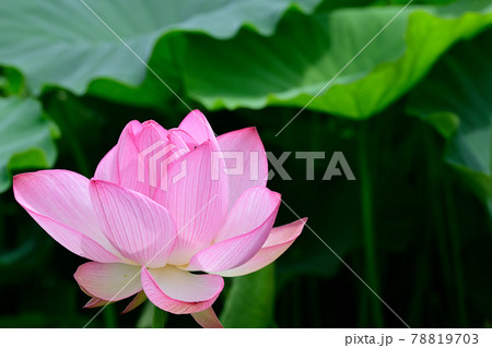 蓮の花　大賀ハス 78819703