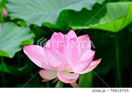 蓮の花 大賀ハス 蓮の花 大賀ハス 78819704