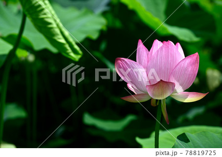 蓮の花 大賀ハス 蓮の花 大賀ハス 78819725