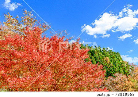 日本の絶景紅葉風景 五家荘の紅葉風景 「秘境・平家の里・梅の木轟公園」 (日本2020年秋撮影) 78819968