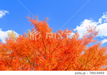 日本の絶景紅葉風景 五家荘の紅葉風景 「秘境・平家の里・梅の木轟公園」 (日本2020年秋撮影) 日本の絶景紅葉風景 五家荘の紅葉風景 「秘境・平家の里・梅の木轟公園」 (日本2020年秋撮影) 78819969