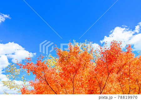 日本の絶景紅葉風景 五家荘の紅葉風景 「秘境・平家の里・梅の木轟公園」 (日本2020年秋撮影) 78819970