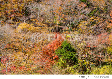 日本の絶景紅葉風景 五家荘の紅葉風景 「秘境・平家の里・梅の木轟公園」 (日本2020年秋撮影) 日本の絶景紅葉風景 五家荘の紅葉風景 「秘境・平家の里・梅の木轟公園」 (日本2020年秋撮影) 78819986