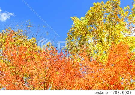 日本の絶景紅葉風景 五家荘の紅葉風景 「秘境・平家の里・梅の木轟公園」 (日本2020年秋撮影) 78820003