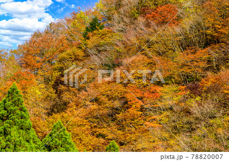 日本の絶景紅葉風景 五家荘の紅葉風景 「秘境・平家の里・梅の木轟公園」 (日本2020年秋撮影) 78820007