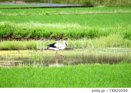 コウノトリ 78820096