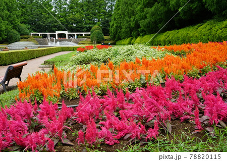 神奈川県の県立相模原公園 78820115