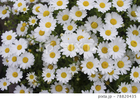 公園のノースポールの花が満開です。白い花々が密集して咲いています。 78820435