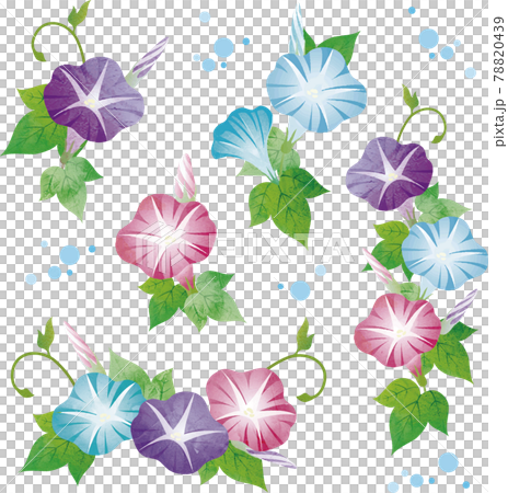 朝顔水彩画のイラスト素材 [FYI04305372] | ストックフォトの
