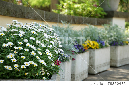 庭の花壇の花 庭の花壇の花 78820472