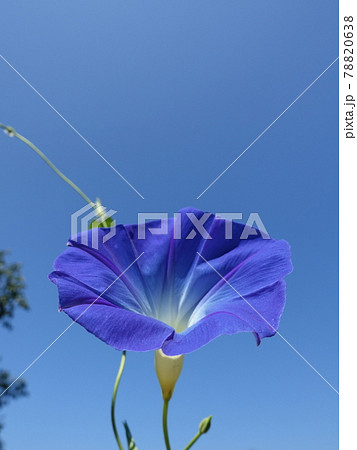 アサガオ 朝顔 あさがお アサガオ 朝顔 あさがお 78820638