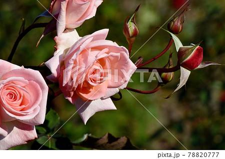 調布市深大寺元町の植物園に咲く淡いピンクのバラ(モダンローズ バイオレット・カーソン)の花 78820777
