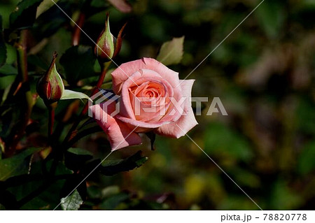 調布市深大寺元町の植物園に咲く淡いピンクのバラ(モダンローズ バイオレット・カーソン)の花 調布市深大寺元町の植物園に咲く淡いピンクのバラ(モダンローズ バイオレット・カーソン)の花 78820778