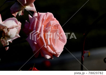 調布市深大寺元町の植物園に咲く淡いピンクのバラ(モダンローズ バイオレット・カーソン)の花 78820782
