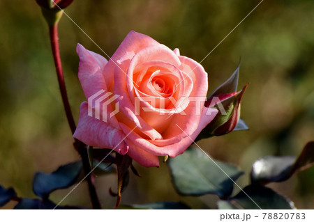 調布市深大寺元町の植物園に咲く淡いピンクのバラ(モダンローズ バイオレット・カーソン)の花 78820783