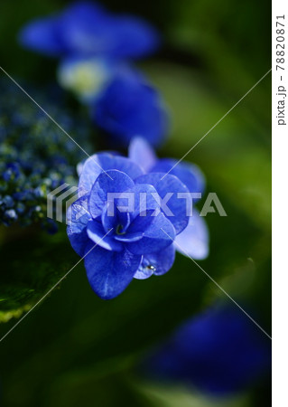 紫陽花 紫陽花 78820871