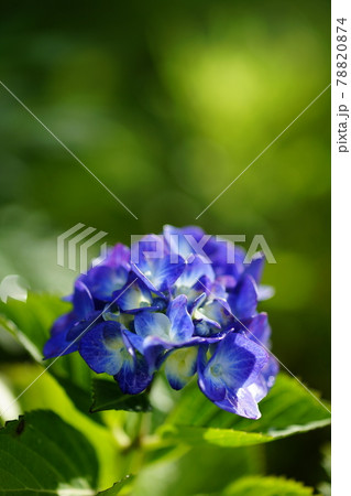紫陽花 紫陽花 78820874