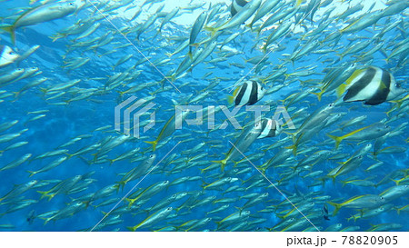 気持ちよさそうに泳ぐ魚の大群 78820905