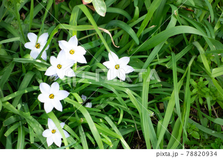 道端に咲く白い星型の花 78820934