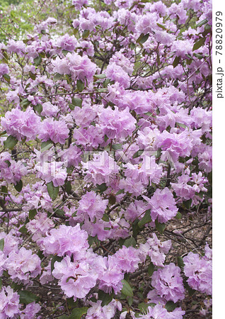 ピンク色のヒカゲツツジの花が咲いています。学名はRhododendron