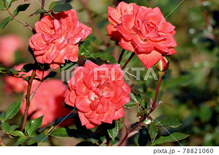 調布市深大寺元町の植物園に咲く朱色のバラ(モダンローズ プチッツ・フォーリー)の花 78821060