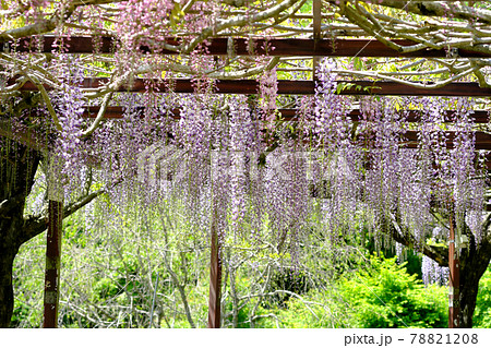 垂れ下がる紫色の綺麗な藤の花の景色の写真素材 7818