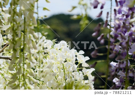 山が見える藤の花の景色 山が見える藤の花の景色 78821211
