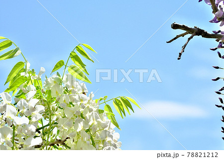 空を見つめる美しい藤の花 空を見つめる美しい藤の花 78821212