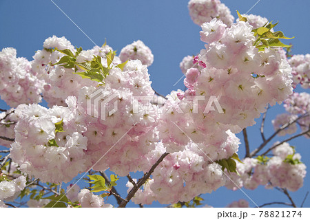 公園のサトザクラ（里桜）の花が満開です。学名はPrunus serrulataです。の写真素材 [78821274] - PIXTA