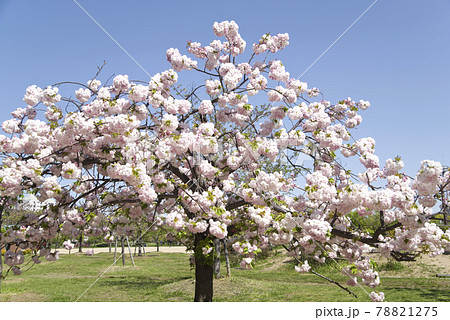 里桜 公園のサトザクラ（里桜）の花が満開です。学名はPrunus