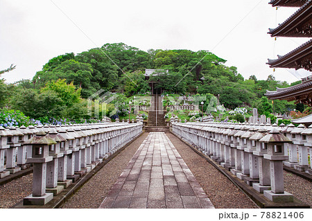 紫陽花と五重塔がある法然寺 78821406