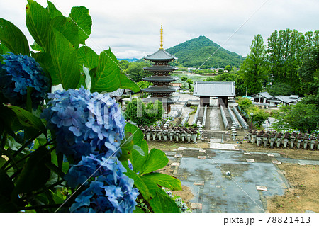 紫陽花と五重塔がある法然寺 78821413
