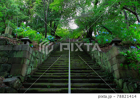 紫陽花と五重塔がある法然寺 紫陽花と五重塔がある法然寺 78821414