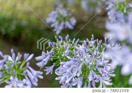 立ち姿　優雅　アガパンサス 78821539