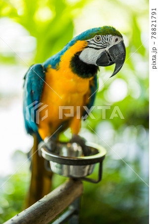 Picture of macaw bird standing on a wooden pole. The background is blurry 78821791